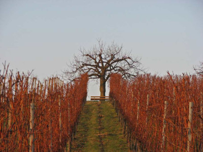 BAUME_III_DO_201207.jpg