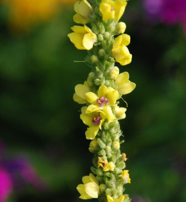 verbascum_werauchimmer1.jpg