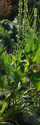 verbascum_werauchimmer2.jpg