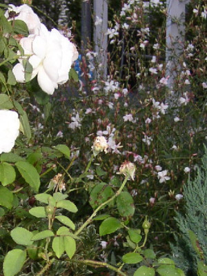 Winch_GAura_1.jpg