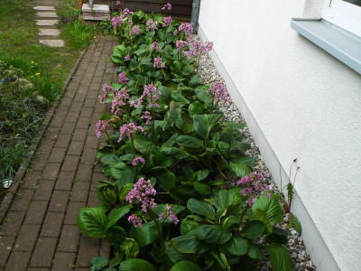 Offene Gärten 2882.jpg