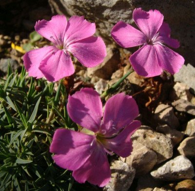 Dianthus simulans.jpg