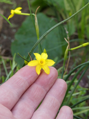 2021-05-17 Narcissus 'Baby Moon'.jpg
