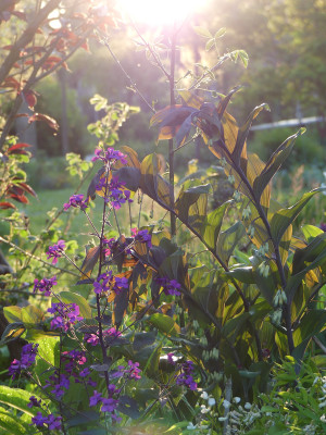 2021-05-18 Gartenimpressionen 1.jpg