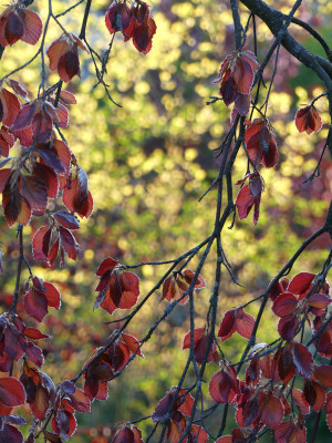 2021-05-18 Gartenimpressionen 3.jpg