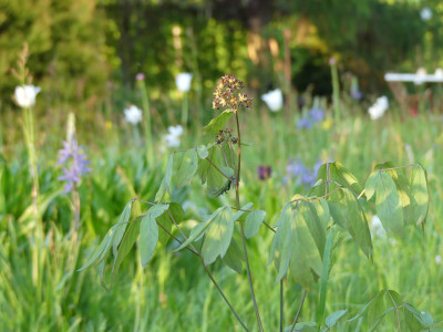 2021-05-18 Caulophyllum thalictroides.jpg