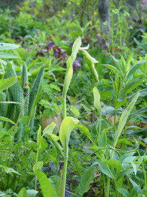 2021-05-18 Polygonatum 'Golden Bruno' 2.jpg