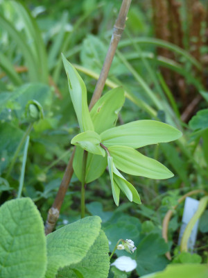 2021-05-18 Polygonatum 'Byakko' 2.jpg