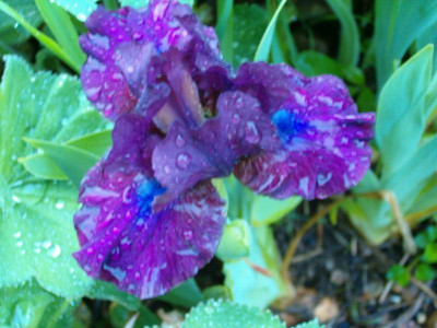 Iris_x_barbata_nana_Spree_2.JPG