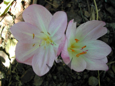 colchicum_major_1.jpg