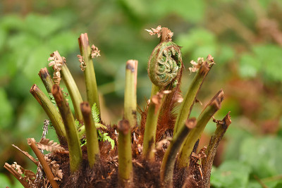 dicksonia.jpg