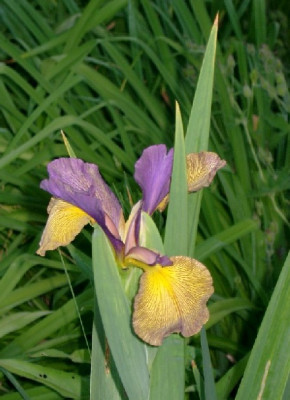 xIris_braun_blau_030609.JPG