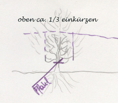 carpinus_umpflanzung.jpg