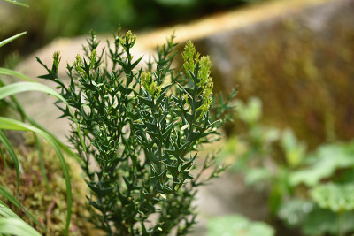 colletia.jpg