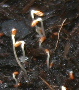 IMG_3316_eCodonopsis_grey-wilsonii_Saemlinges20071211K20071219.JPG