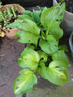 2021-05-19 Hosta.jpg