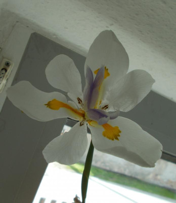 DSCN2910_Dietes_grandiflora.jpg