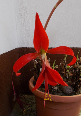DSCN2909_Sprekelia_formosissima.jpg