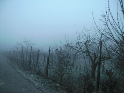 Nebellandschaft.jpg
