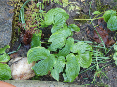 2021-05-19 Maianthemum dilatatum 'Baby Moon'.jpg