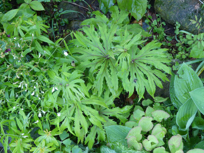 2021-05-19 Syneilesis 'Hagoromo'.jpg