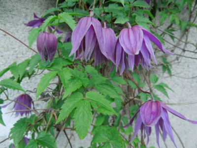 DSCN9005.JPG