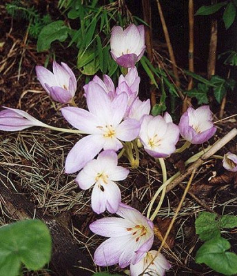 colchicum_schachbrett.jpg