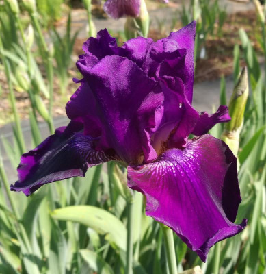 I_Rosalie_Figge_20180512_115846B.jpg