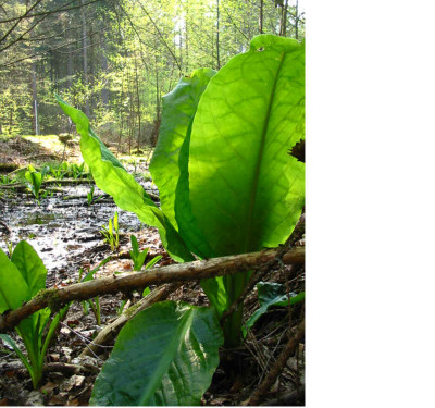Lysichiton_americanus_1.jpg