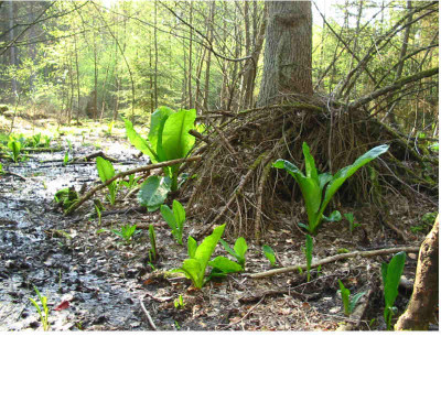 Lysichiton_americanus_2.jpg
