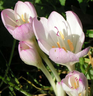Colchicum_normalia.jpg