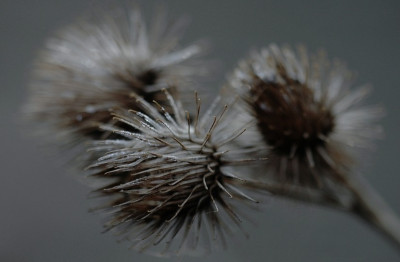 Klette_1_16-12-2007.jpg