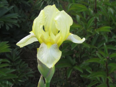 Iris flavescens.JPG