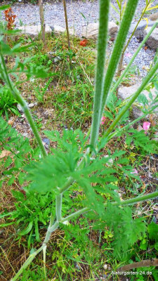 Daucus carota subsp. carota-Wilde Möhre (3).jpg
