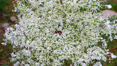 Daucus carota subsp. carota-Wilde Möhre.jpg