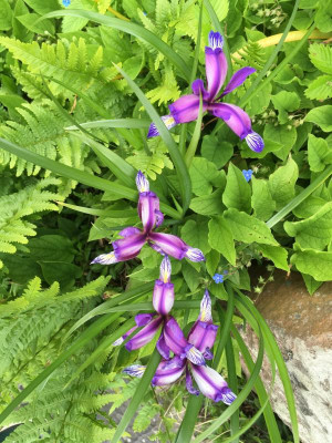 IMG_3069.jpeg