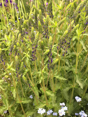 IMG_3073.jpeg