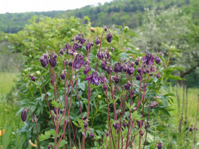 Aquilegia vulgaris P5140250.JPG