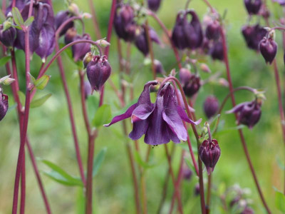 Aquilegia vulgaris violett P5140252.JPG