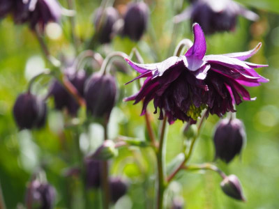 Aquilegia vulgaris var. stellata Double dunkel Violett  P5190296.JPG