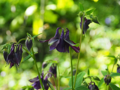 Aquilegia vulgaris P5140242.JPG