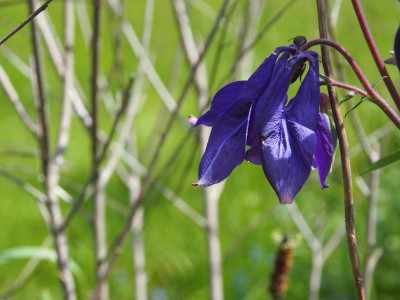 Aquilegia vulgaris blau P5190298.JPG