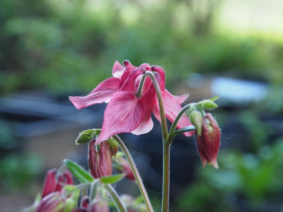 Aquilegia vulgaris rot P5140246.JPG
