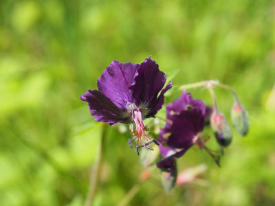 Geranium phaeum violett P5140219.JPG