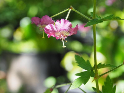 Geranium phaeum P5140239.JPG