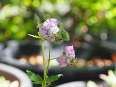 Geranium phaeum mauve P5140240.JPG
