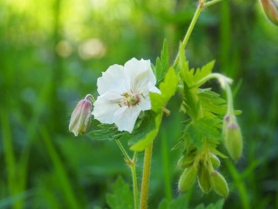 Geranium phaeum weiß P5140224.JPG