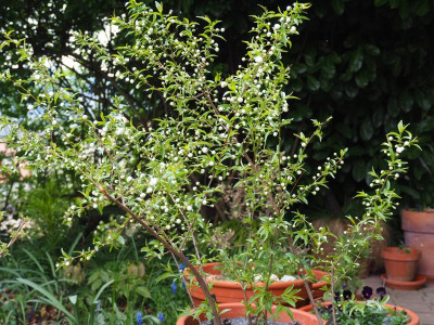 Prunus glandulosa 'Alba Plena' P5010475.JPG