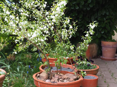 Prunus glandulosa 'Alba Plena' v P5080001.JPG