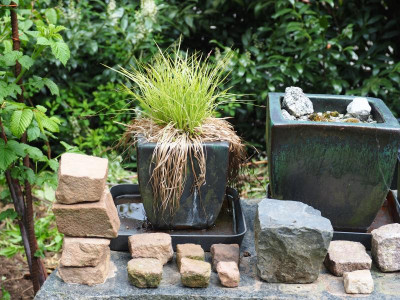 Zwerggarten mit Carex montana Raureif P5130173.JPG